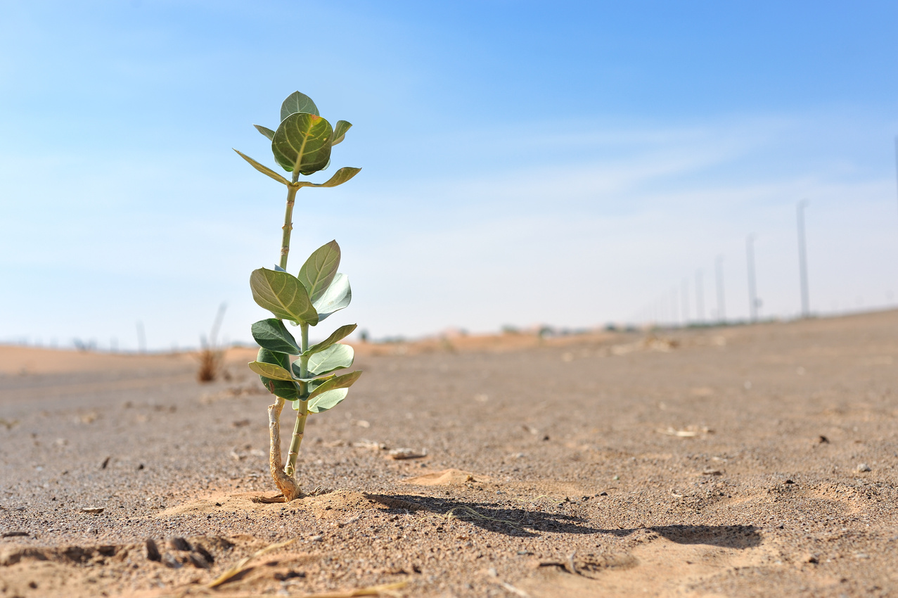 desert plant survival